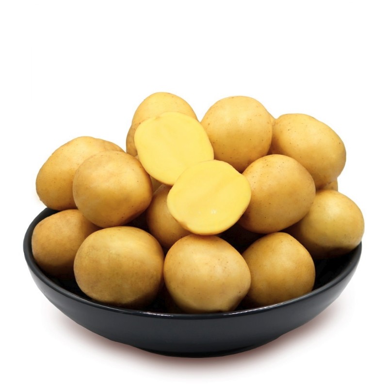 Картофель Гала/Cреднеранний Картофель Гала/Cреднеранний - Dolina-Sad.Ru