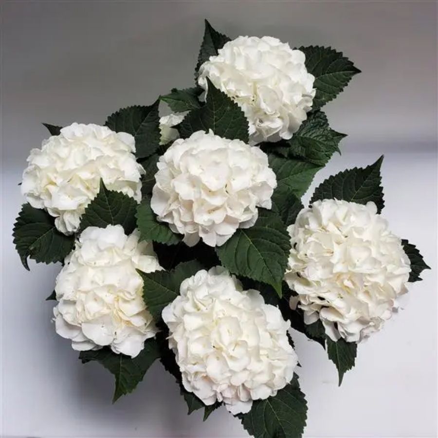 Гортензия крупнолистная Айс Бой, С2 Гортензия крупнолистная Айс Бой, С2 - Dolina-Sad.Ru