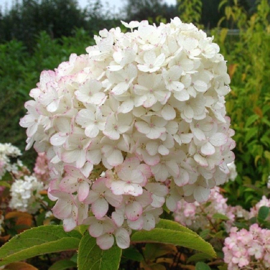 Гортензия метельчатая Бобо, С3 Гортензия метельчатая Бобо, С3 - Dolina-Sad.Ru