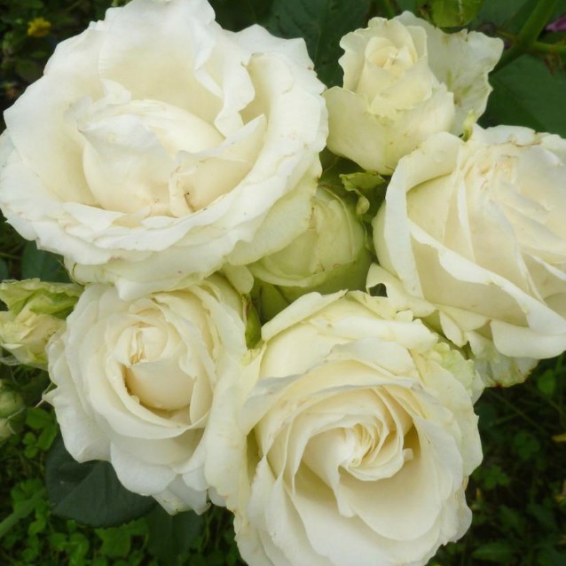 Роза Аваланч в горшке - Dolina-Sad.Ru