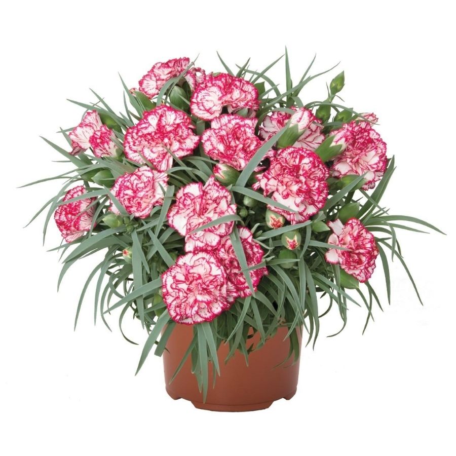 Гвоздика Менорка Иерс - Dolina-Sad.Ru