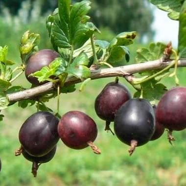 Крыжовник Северный Капитан фото