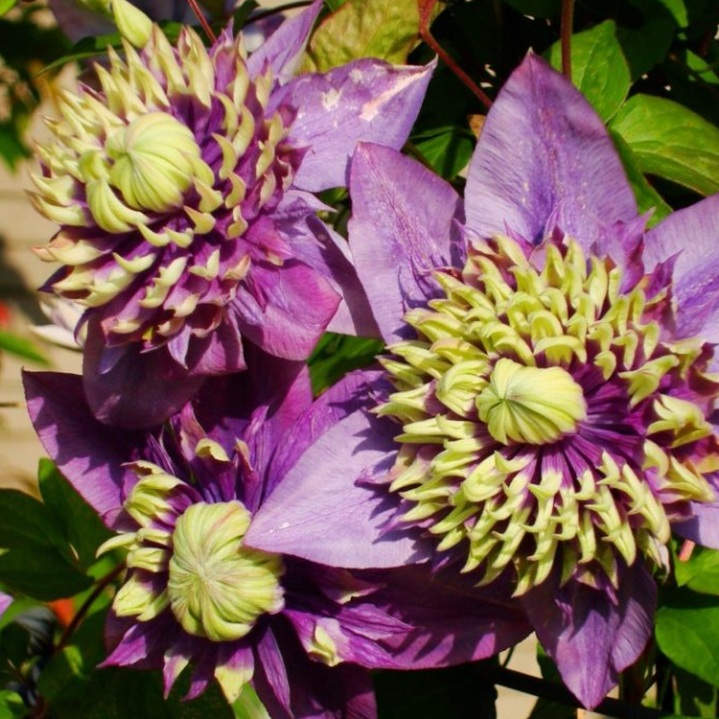 Клематис Тайга PBR Клематис Тайга PBR фото