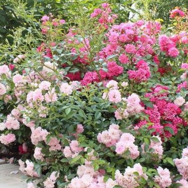 Роза Баллада в горшке - Dolina-Sad.Ru