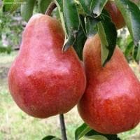 Груша Фаворита красная/Летняя фото