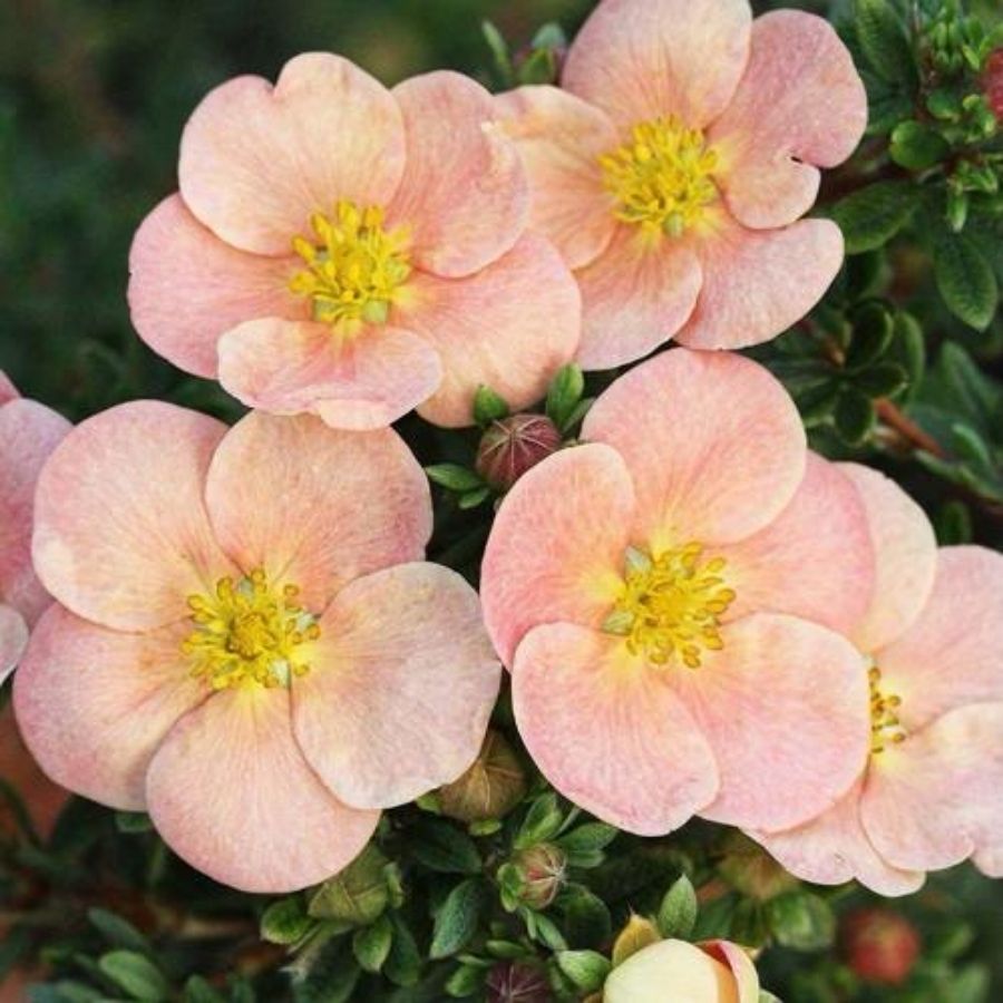 Лапчатка Дэйдон, С3 Лапчатка Дэйдон, С3 - Dolina-Sad.Ru