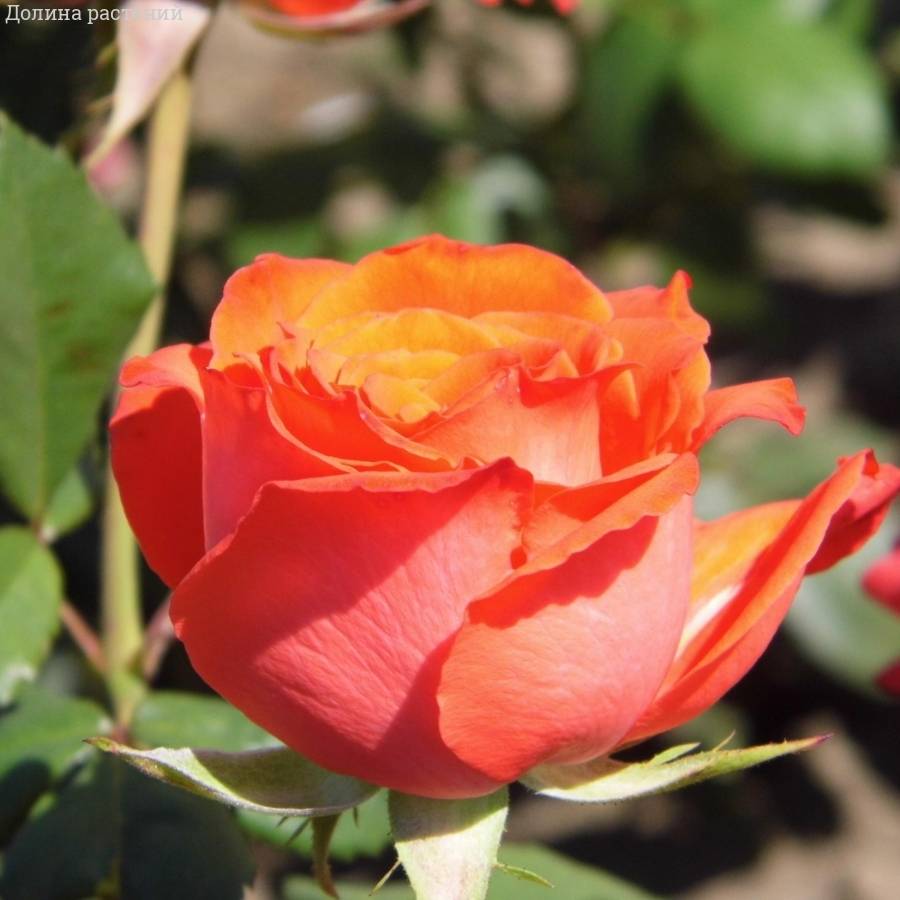 Роза Джелика в горшке - Dolina-Sad.Ru