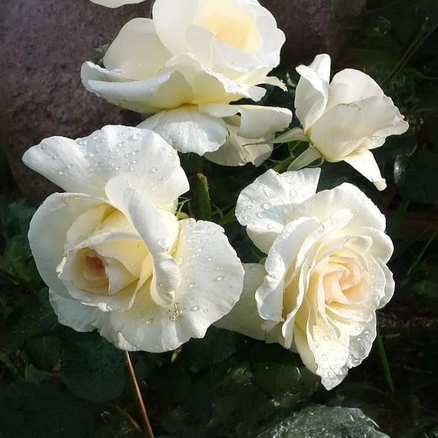 Роза Шневалцер - Dolina-Sad.Ru