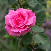 Роза Равель Роза Равель - Dolina-Sad.Ru