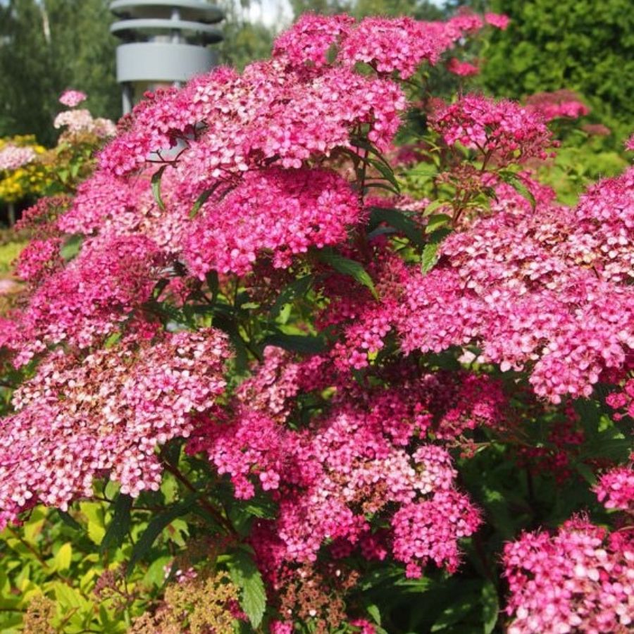 Спирея японская Фробелии, С1 Спирея японская Фробелии, С1 - Dolina-Sad.Ru