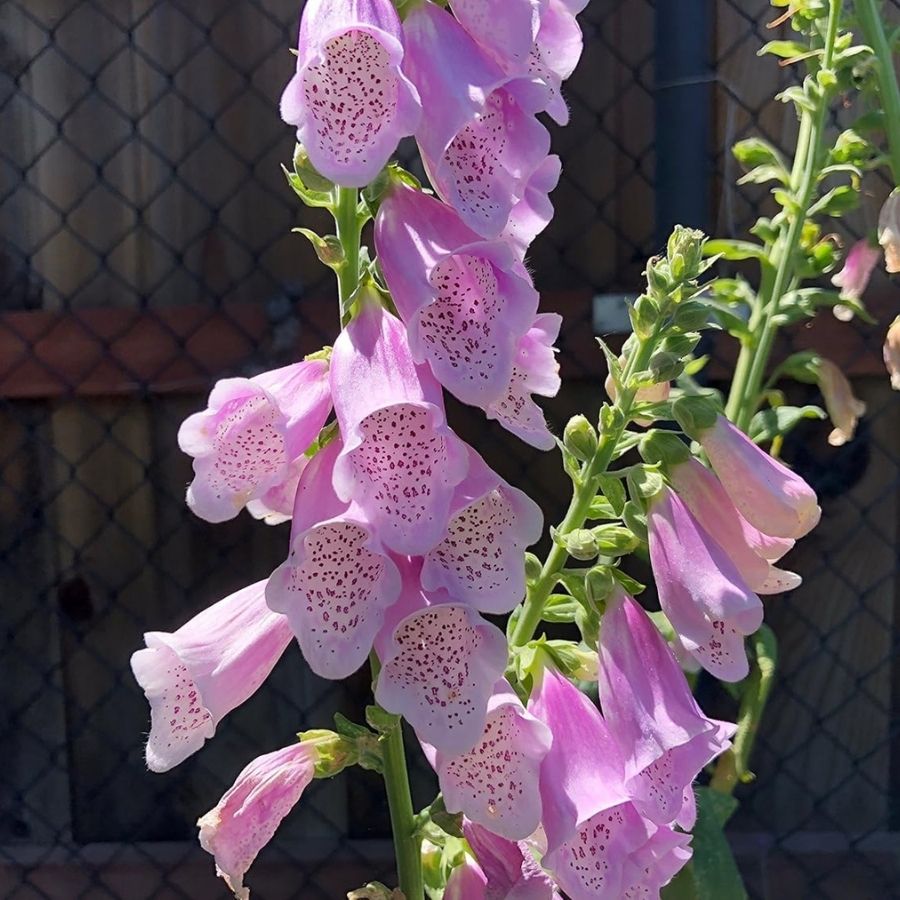 Наперстянка пурпурная Виртуоза Лавендер - Dolina-Sad.Ru