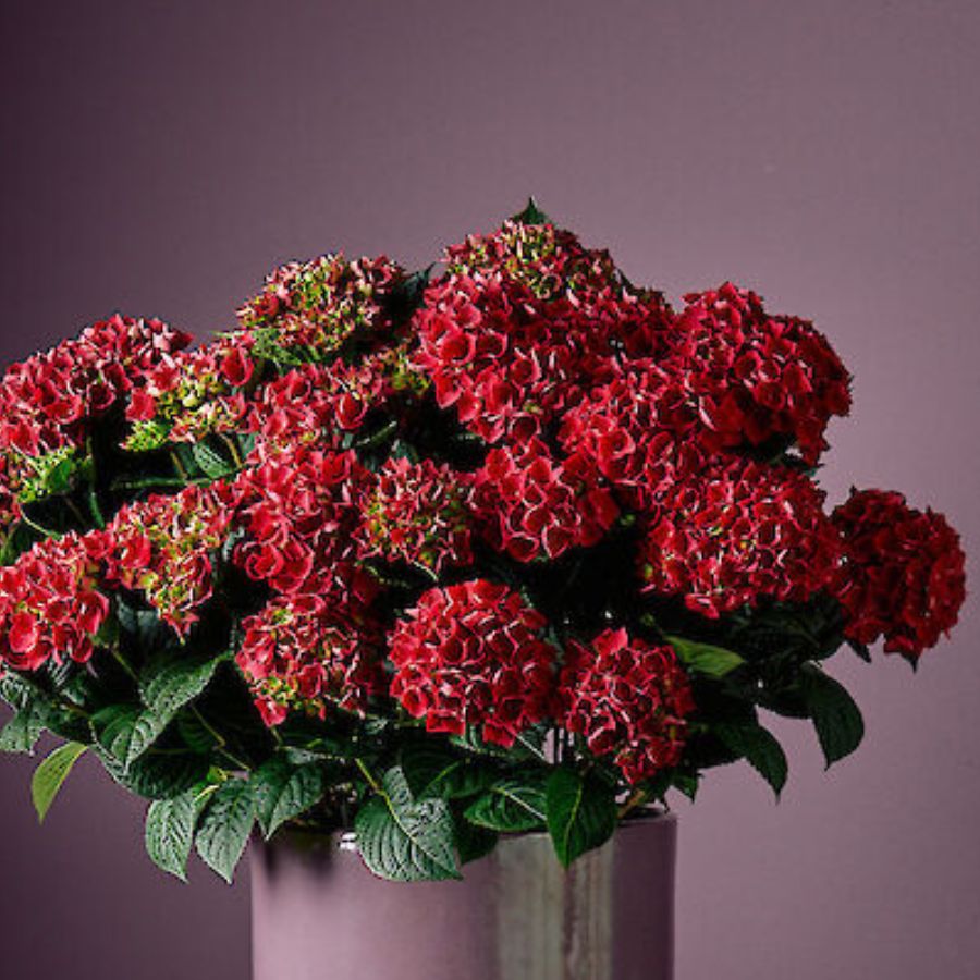 Гортензия крупнолистная Рана Гортензия крупнолистная Рана - Dolina-Sad.Ru