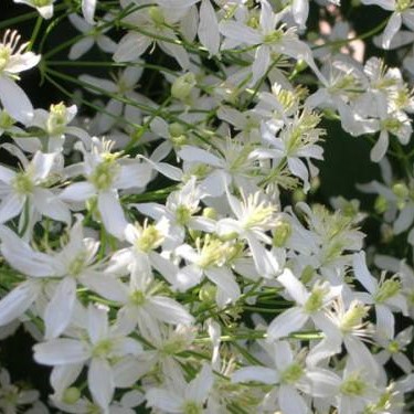 Клематис Маньчжурский фото