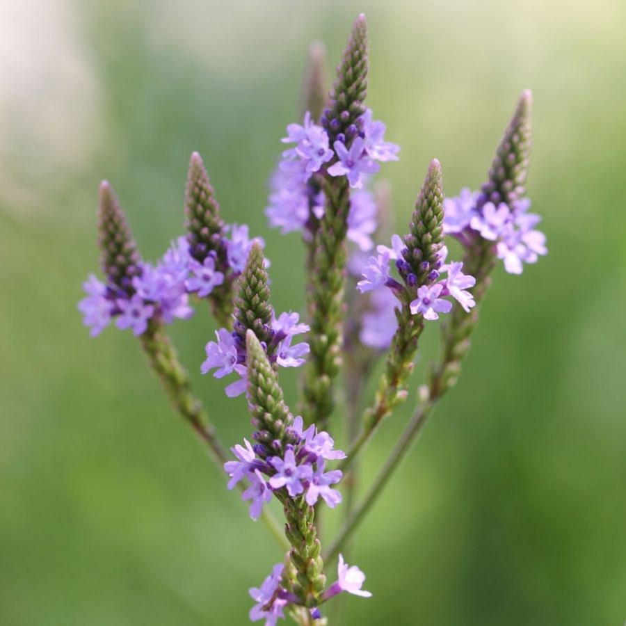 Вербена копьевидная Блю Спайрс Вербена копьевидная Блю Спайрс - Dolina-Sad.Ru