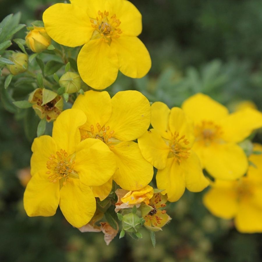 Лапчатка Аннет, С3 Лапчатка Аннет, С3 - Dolina-Sad.Ru