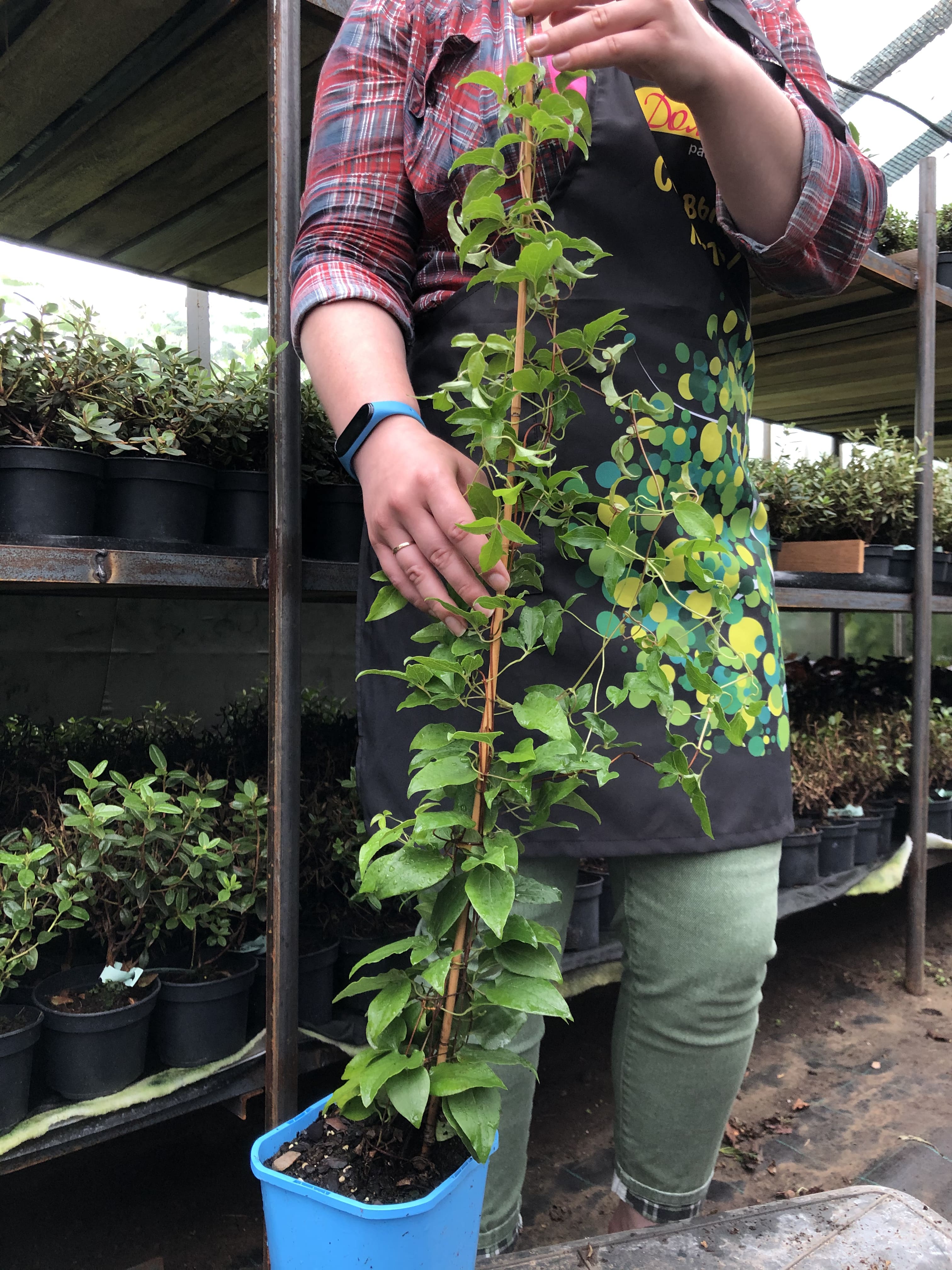 Клематис Ферст Лав PBR, С2 Клематис Ферст Лав PBR, С2 фото