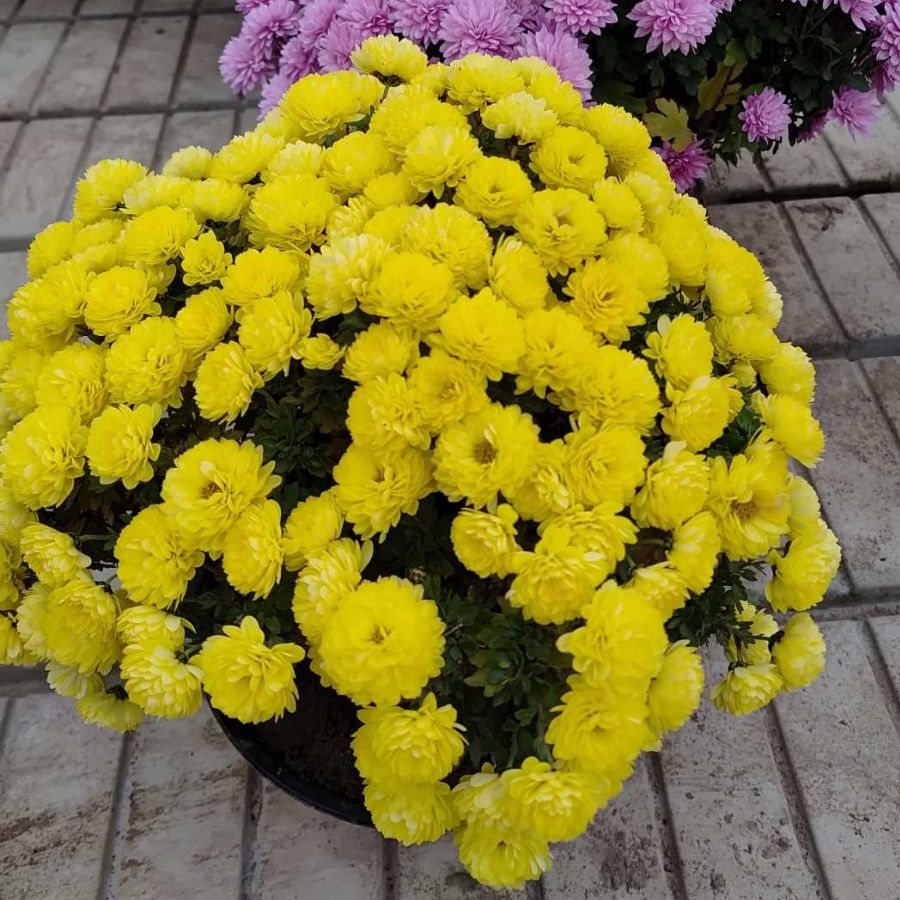 Хризантема мультифлора Джи Джи Еллоу Хризантема мультифлора Джи Джи Еллоу - Dolina-Sad.Ru