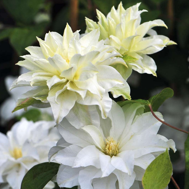 Клематис Ферст Лав PBR, С2 Клематис Ферст Лав PBR, С2 фото