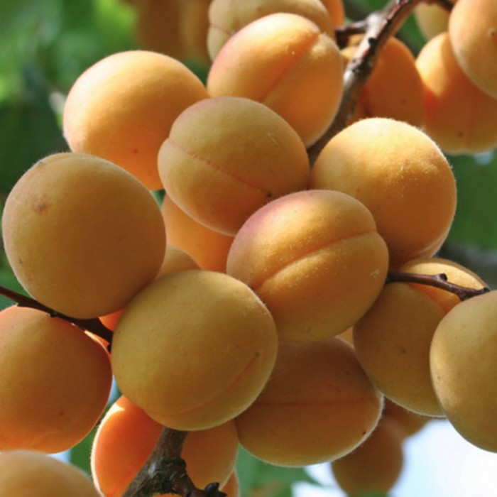 Абрикос Жигулевский Сувенир Абрикос Жигулевский Сувенир - Dolina-Sad.Ru