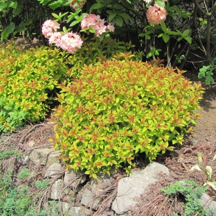 Спирея МИКС Спирея МИКС - Dolina-Sad.Ru