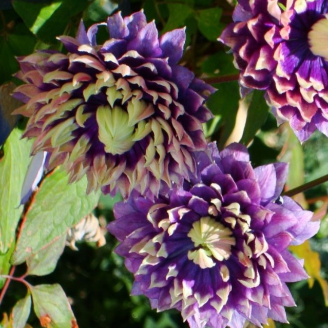 Клематис Тайга PBR Клематис Тайга PBR фото