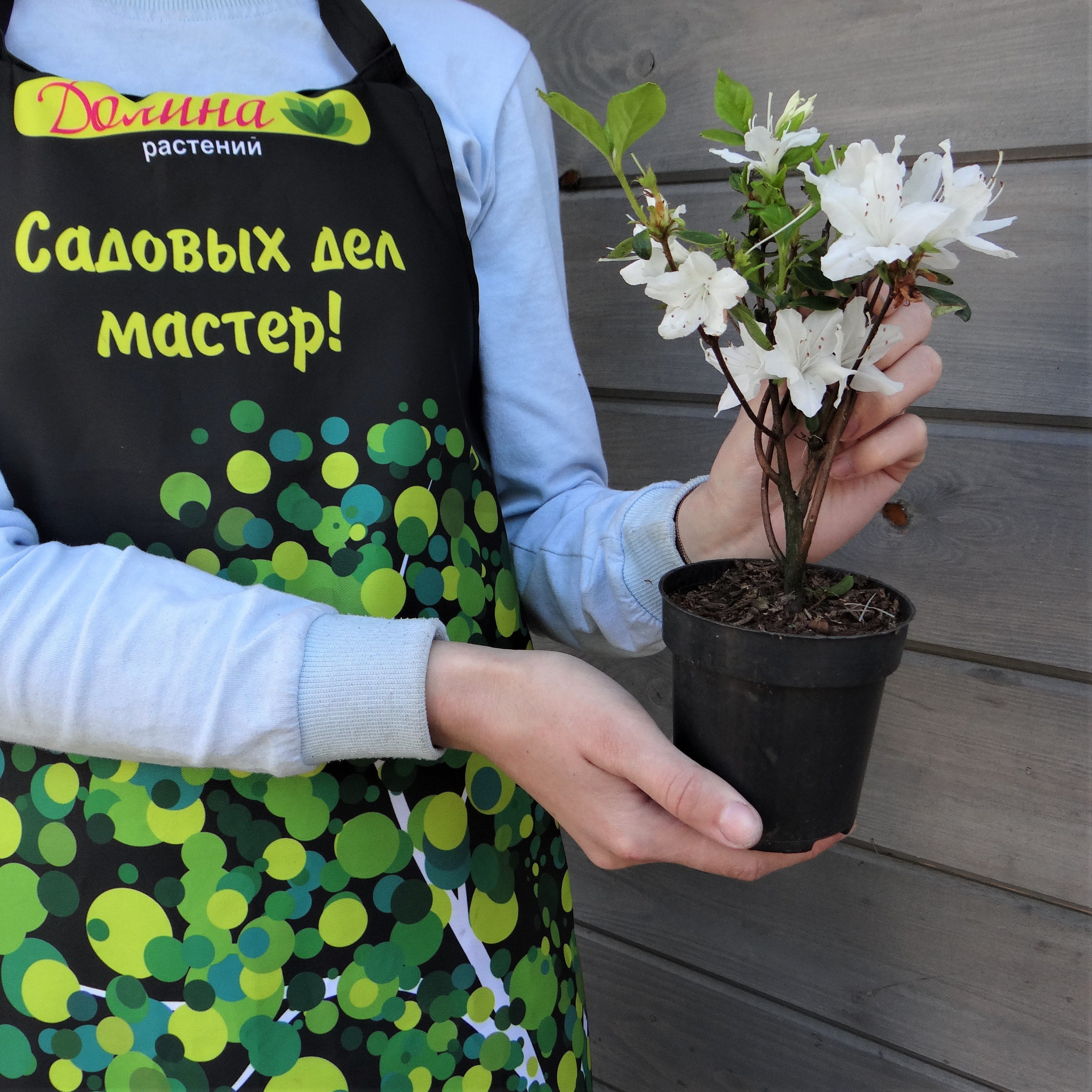 Рододендрон Уайт Леди фото