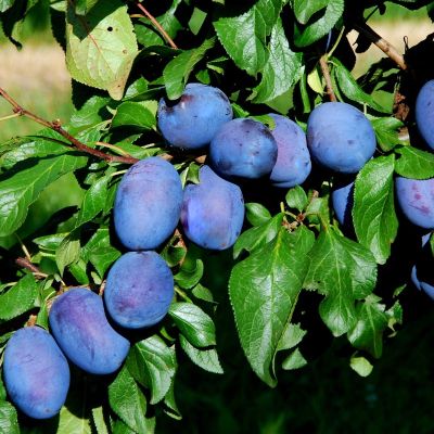 Слива Синий Дар Слива Синий Дар - Dolina-Sad.Ru