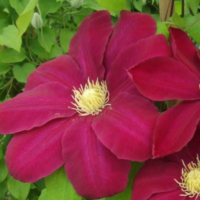 Клематис Хоши-но-Фламенко Клематис Хоши-но-Фламенко фото