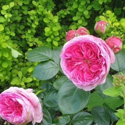 Роза Модерн Арт Роза Модерн Арт - Dolina-Sad.Ru