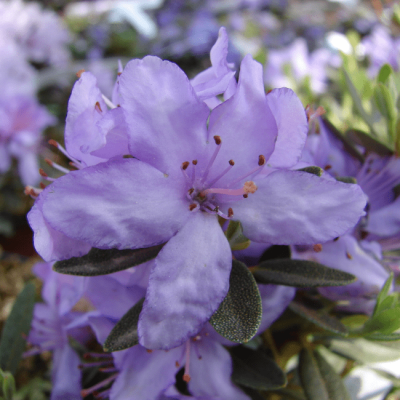 Рододендрон плотный фото