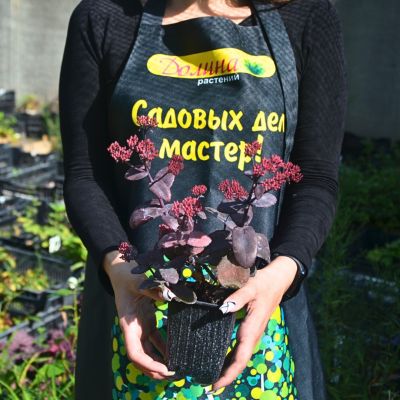 Седум Чоколэт Черри - Dolina-Sad.Ru