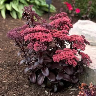 Седум Дарк Мэджик , x Седум Дарк Мэджик , x фото