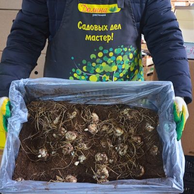 Лилия Сноудон Лилия Сноудон - Dolina-Sad.Ru