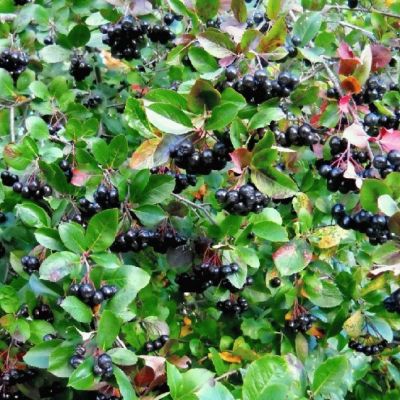 Рябина Черноплодная Рябина Черноплодная фото