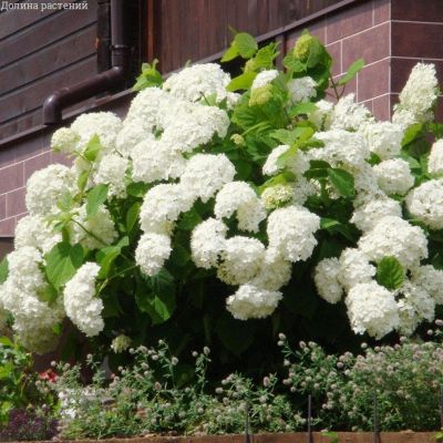 Гортензия древовидная Стерилис фото