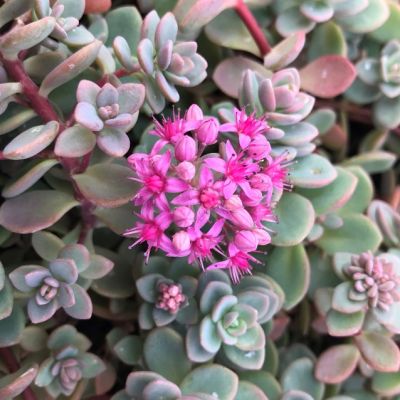 Седум многостебельный Сахалин , P9 Седум многостебельный Сахалин , P9 фото