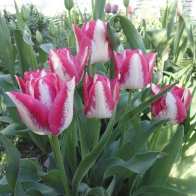 Тюльпан Мата Хари Тюльпан Мата Хари - Dolina-Sad.Ru