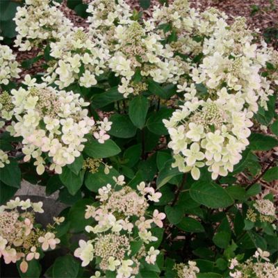 Гортензия метельчатая Пастель Грин, С3 Гортензия метельчатая Пастель Грин, С3 - Dolina-Sad.Ru