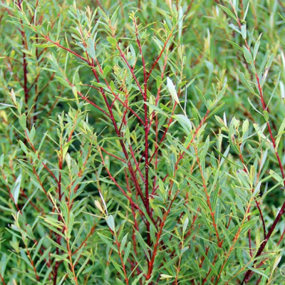 Ива Нана, С3 Ива Нана, С3 - Dolina-Sad.Ru