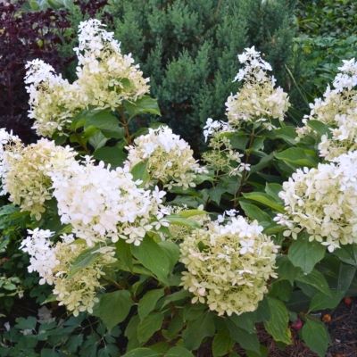 Гортензия метельчатая Долли, С10 - Dolina-Sad.Ru