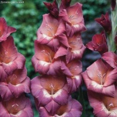 Гладиолус Пенни Лэйн Гладиолус Пенни Лэйн фото