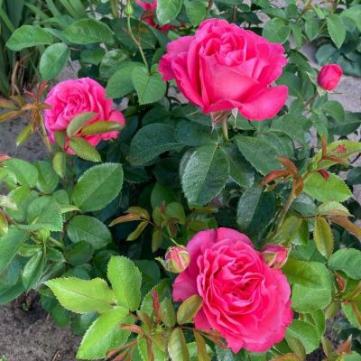 Роза Черри О - Dolina-Sad.Ru