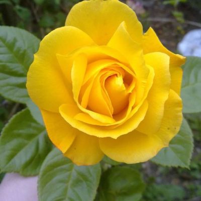 Роза Артур Белл Роза Артур Белл фото