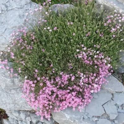 Гипсофила Май Пинк Гипсофила Май Пинк фото