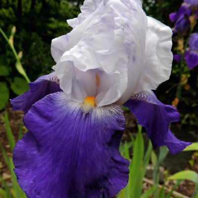 Ирис Арпеж Ирис Арпеж фото