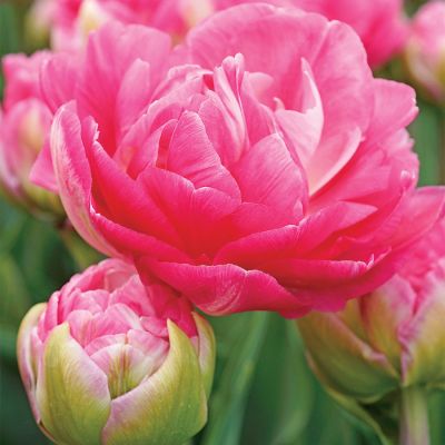 Тюльпан Ап Пинк Тюльпан Ап Пинк фото