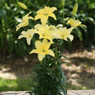 Лилия Изи Ванилла Лилия Изи Ванилла - Dolina-Sad.Ru