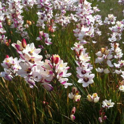 Иксия Спотлайт фото