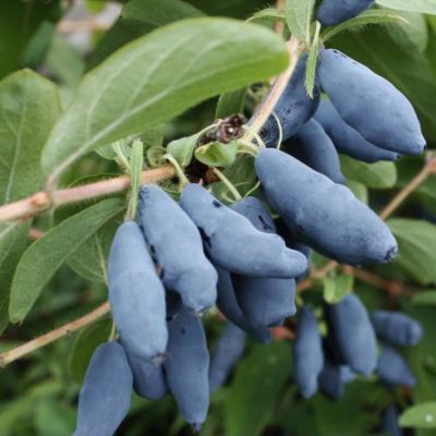 Жимолость Синяя птица Жимолость Синяя птица фото