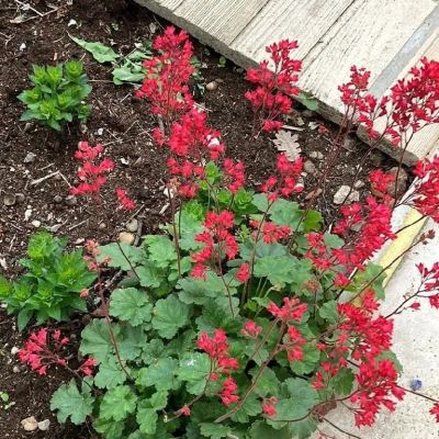 Гейхера кроваво-красная - Dolina-Sad.Ru
